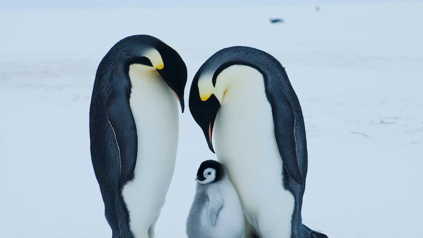 Emperor penguin at critical threat of extinction because of climate change