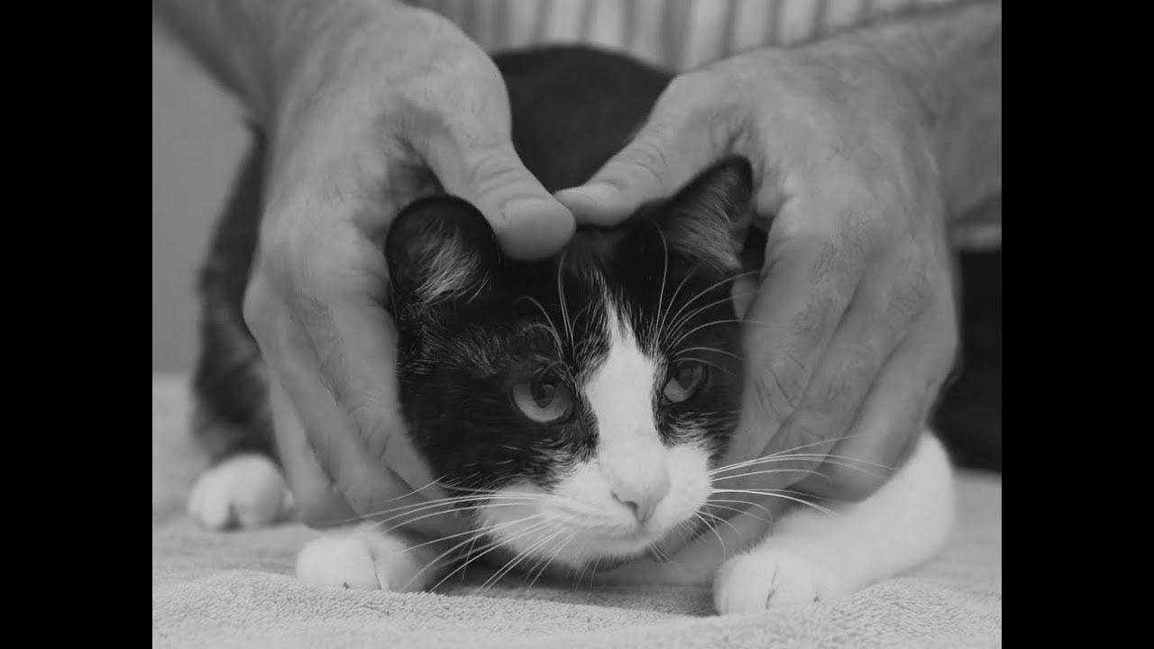 The best way to choose up a cat like a professional – Vet recommendation on cat handling.