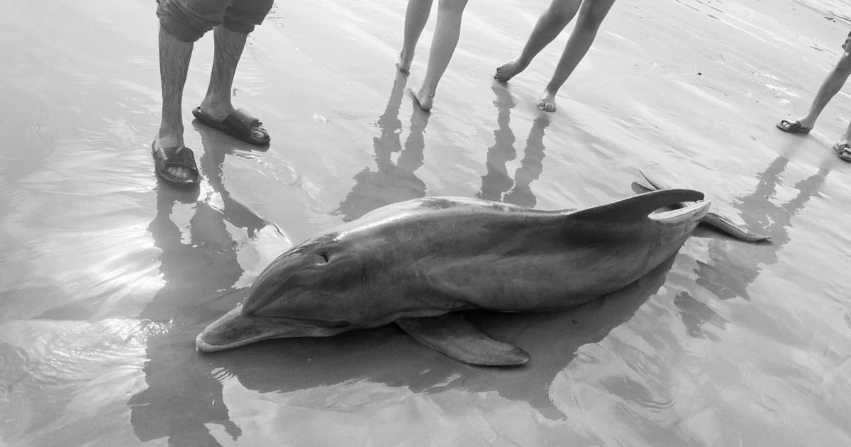 Rewards provided after dolphin ‘harassed to demise’ on Texas seaside, another impaled in Florida